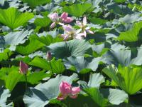 Albums/20060800-China Aug 2006/20060804-Shenyang University/34